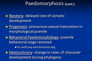paedomorphosis